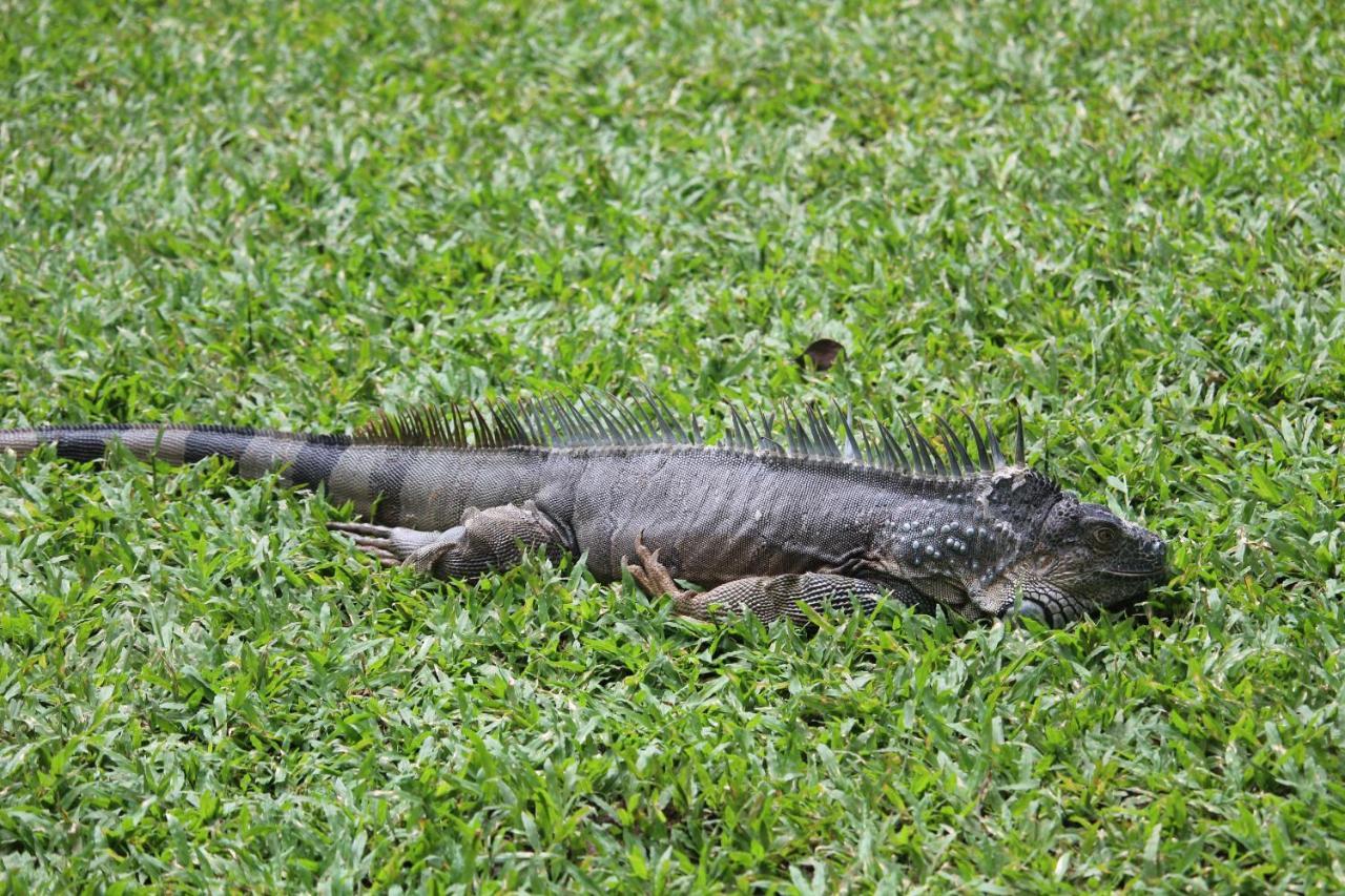 Hotel Iguana Libre Dominical Exteriér fotografie